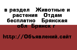  в раздел : Животные и растения » Отдам бесплатно . Брянская обл.,Брянск г.